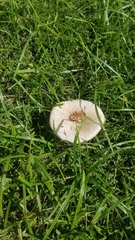 Chlorophyllum molybdites
