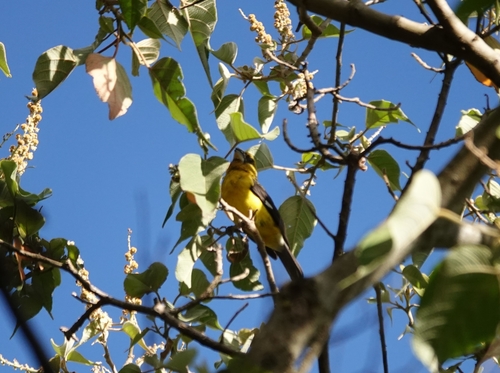 Black-thighed Grosbeak (Pheucticus tibialis), photo 8