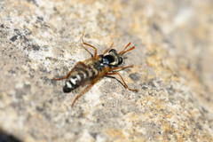 Mitrodetus dentitarsis