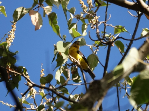 Black-thighed Grosbeak (Pheucticus tibialis), photo 9