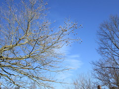 Platanus × hispanica
