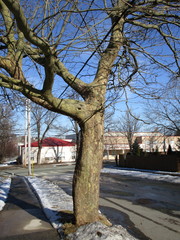 Platanus × hispanica