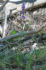 Penstemon subglaber