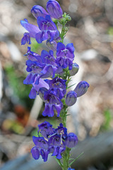 Penstemon subglaber