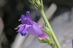 Penstemon subglaber