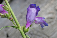Penstemon subglaber