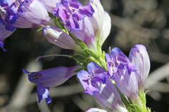 Penstemon subglaber