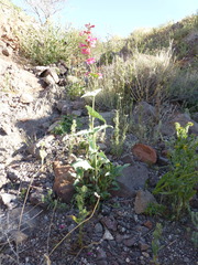 Penstemon bicolor roseus
