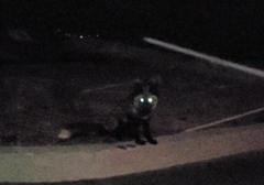 Vulpes vulpes deletrix