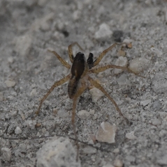 Lycosidae