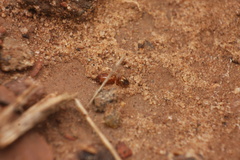 Pheidole pilifera