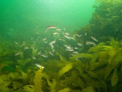 Trachinops caudimaculatus