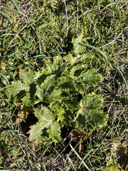 Sanicula arctopoides