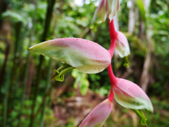 Heliconia chartacea