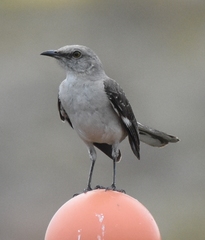 Mimus polyglottos