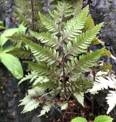 Athyrium niponicum