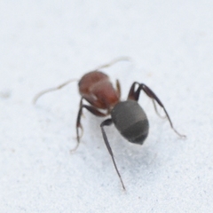 Camponotus planatus