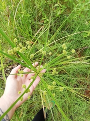 Cyperus rigens