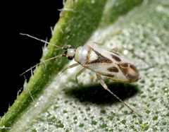 Plagiognathus albatus