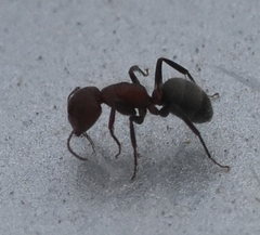 Camponotus planatus