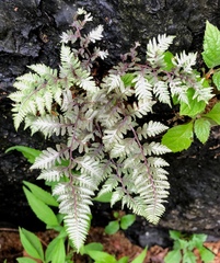 Athyrium niponicum
