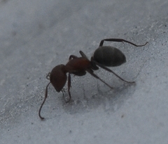 Camponotus planatus