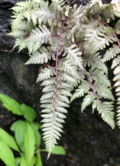 Athyrium niponicum