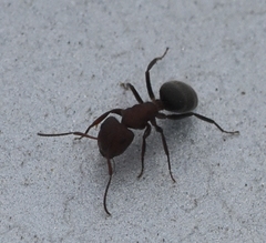 Camponotus planatus