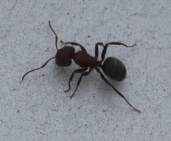 Camponotus planatus
