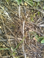 Brachypodium phoenicoides