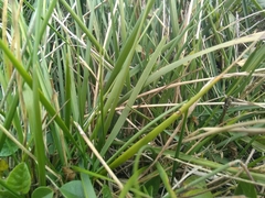 Brachypodium phoenicoides