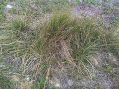 Brachypodium phoenicoides