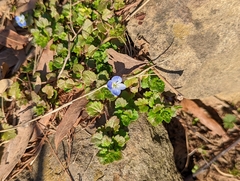 Veronica persica