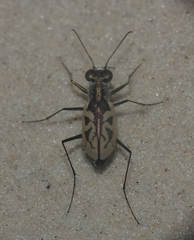 Cylindera suturalis