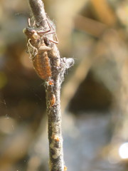 Libellula quadrimaculata