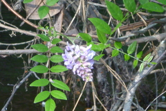 Wisteria frutescens
