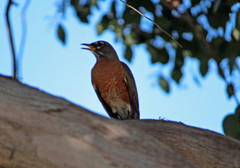 Turdus migratorius