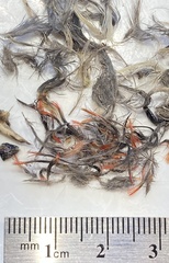 Sphyrapicus ruber