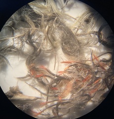 Sphyrapicus ruber