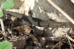 Algyroides fitzingeri