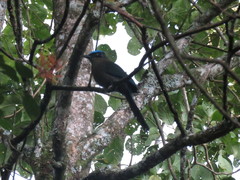 Momotus aequatorialis