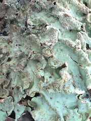 Fungi