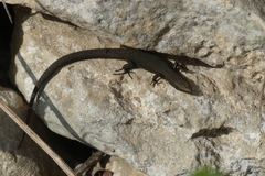 Algyroides fitzingeri