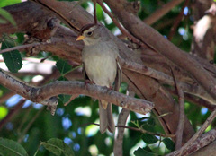 Zonotrichia leucophrys