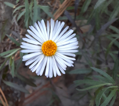 Erigeron exilis