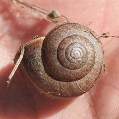 Helminthoglypta contracostae