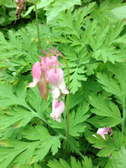 Dicentra formosa formosa
