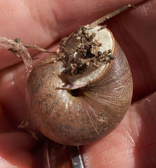 Helminthoglypta contracostae