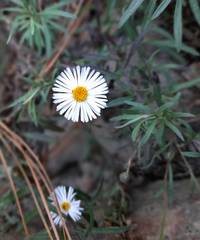 Erigeron exilis