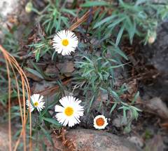 Erigeron exilis